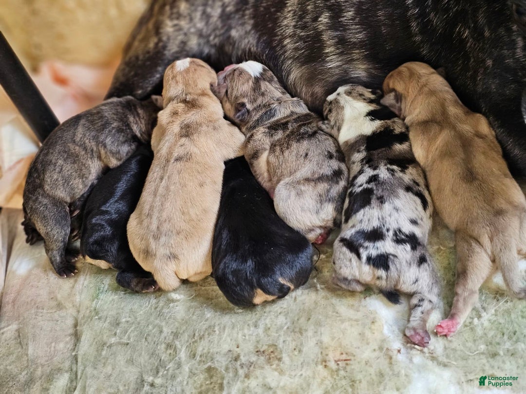 Gallery Image {{count}}