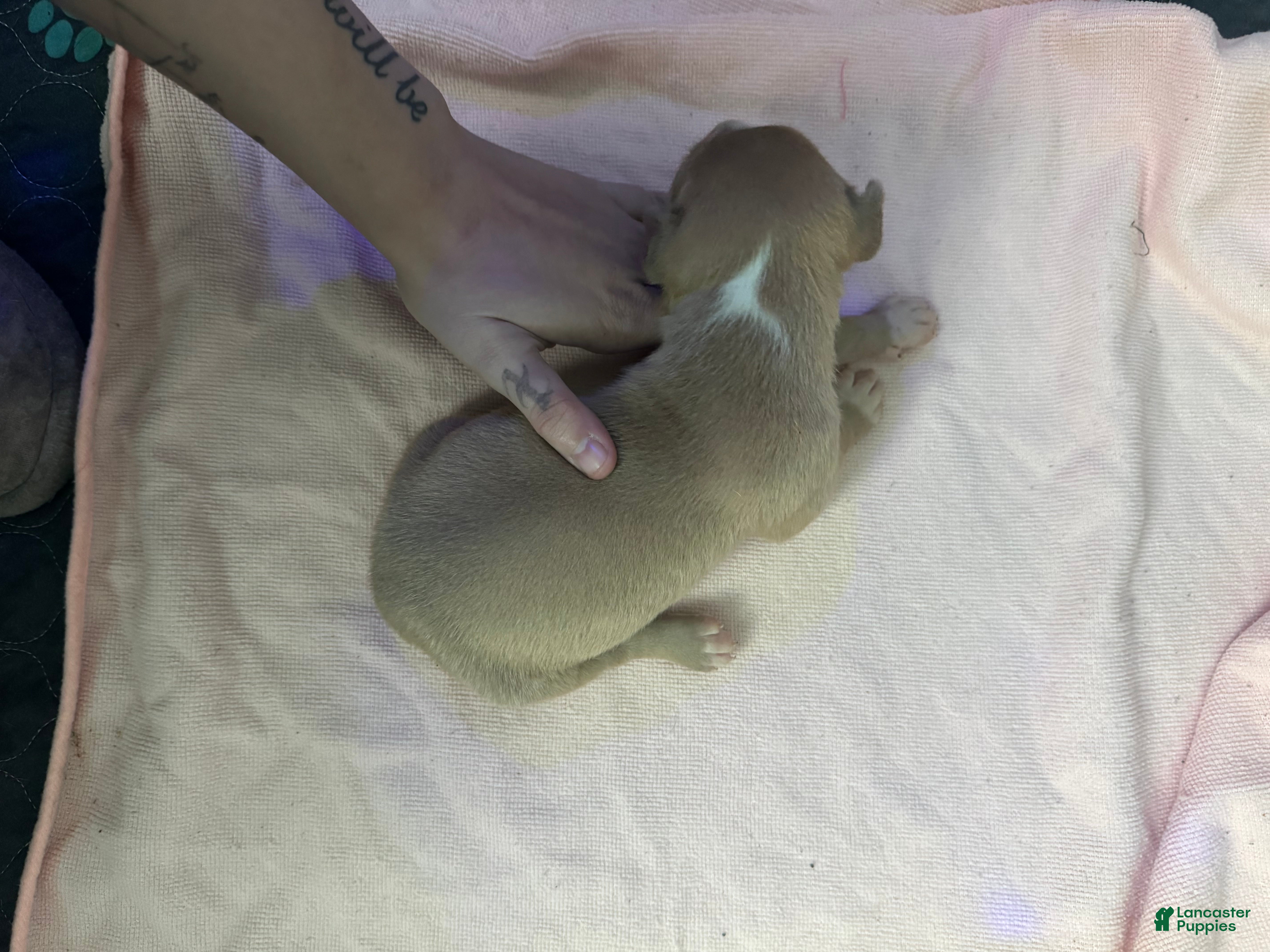 American Pit Bull Terrier dogs American Pit Bull Terrier Puppy 2 - Ad 14