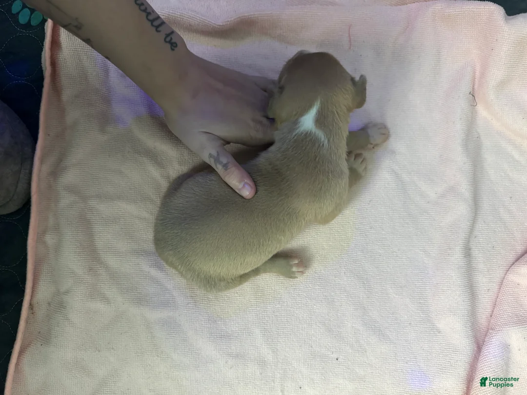 American Pit Bull Terrier dogs for sale: American Pit Bull Terrier Puppy 2 - Ad 1