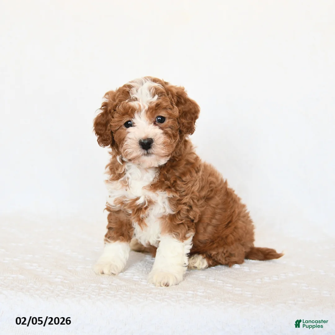 Miniature Poodle dogs for sale: Happy - Ad 2