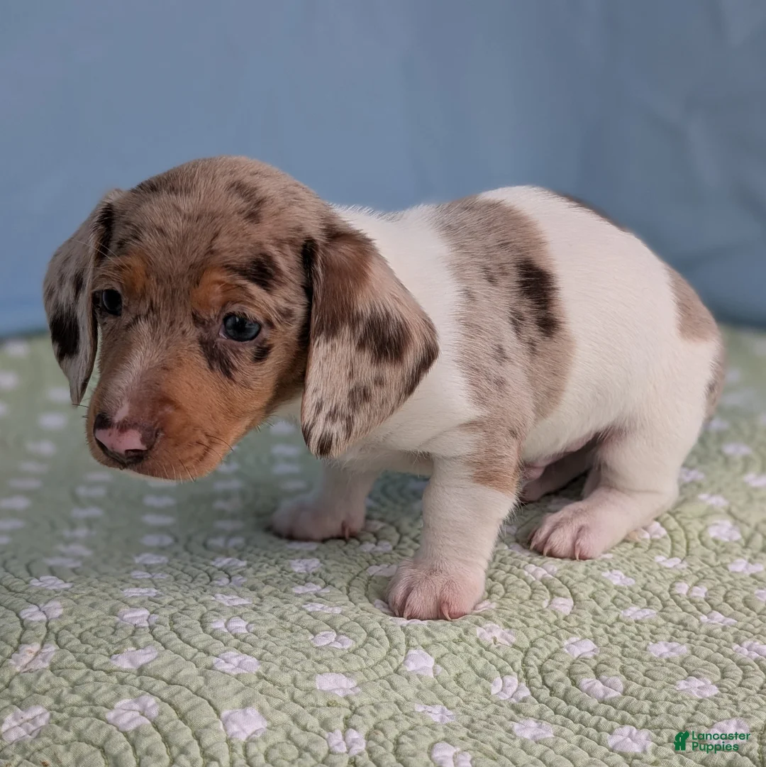 Miniature Dachshund dogs for sale: Cookie - Ad 10