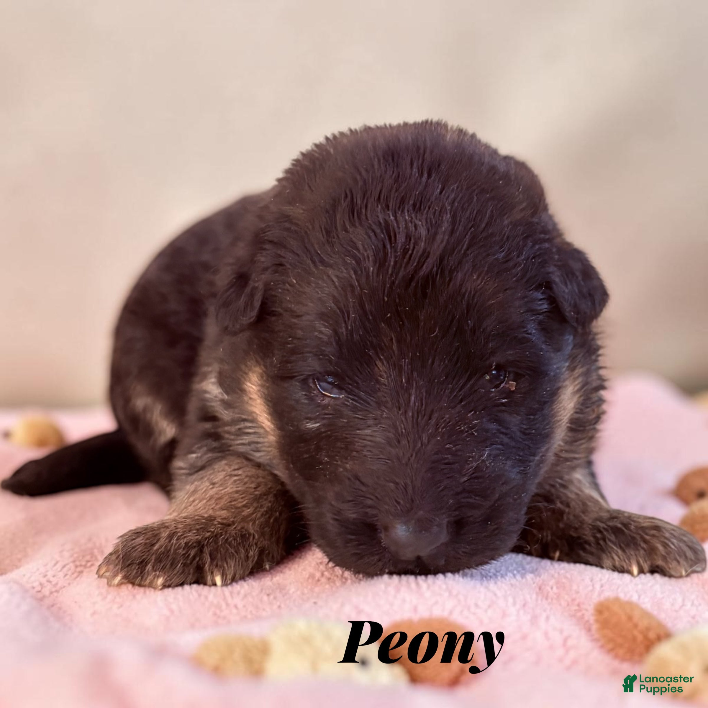 German Shepherd dogs Peony - Ad 42