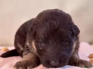 German Shepherd dogs Peony - Ad 42