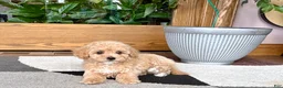 Mixed Breed dogs for sale: Mixed Breed 2 - Ad 5