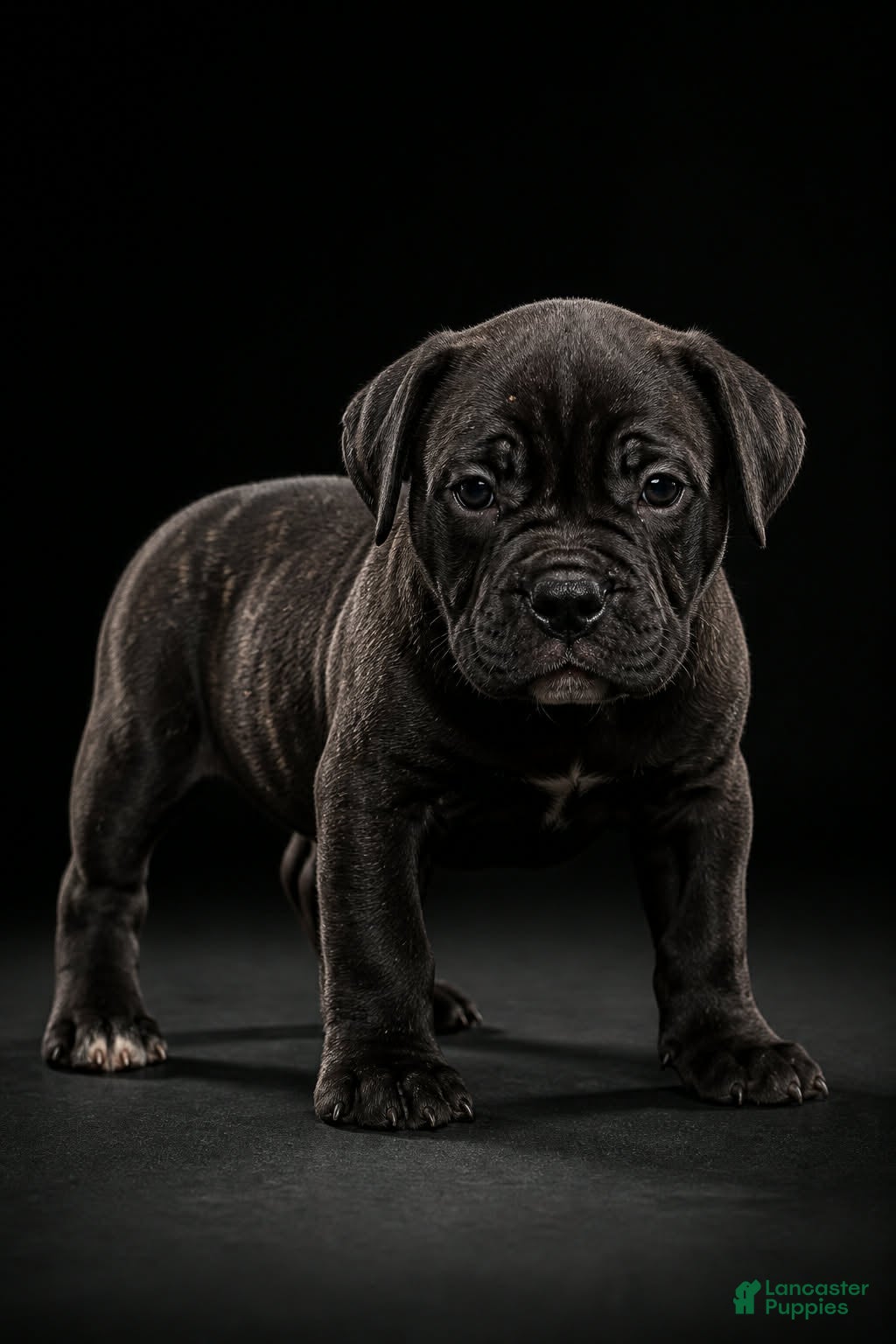 Mixed Breed dogs Mixed Breed 1 - Ad 10