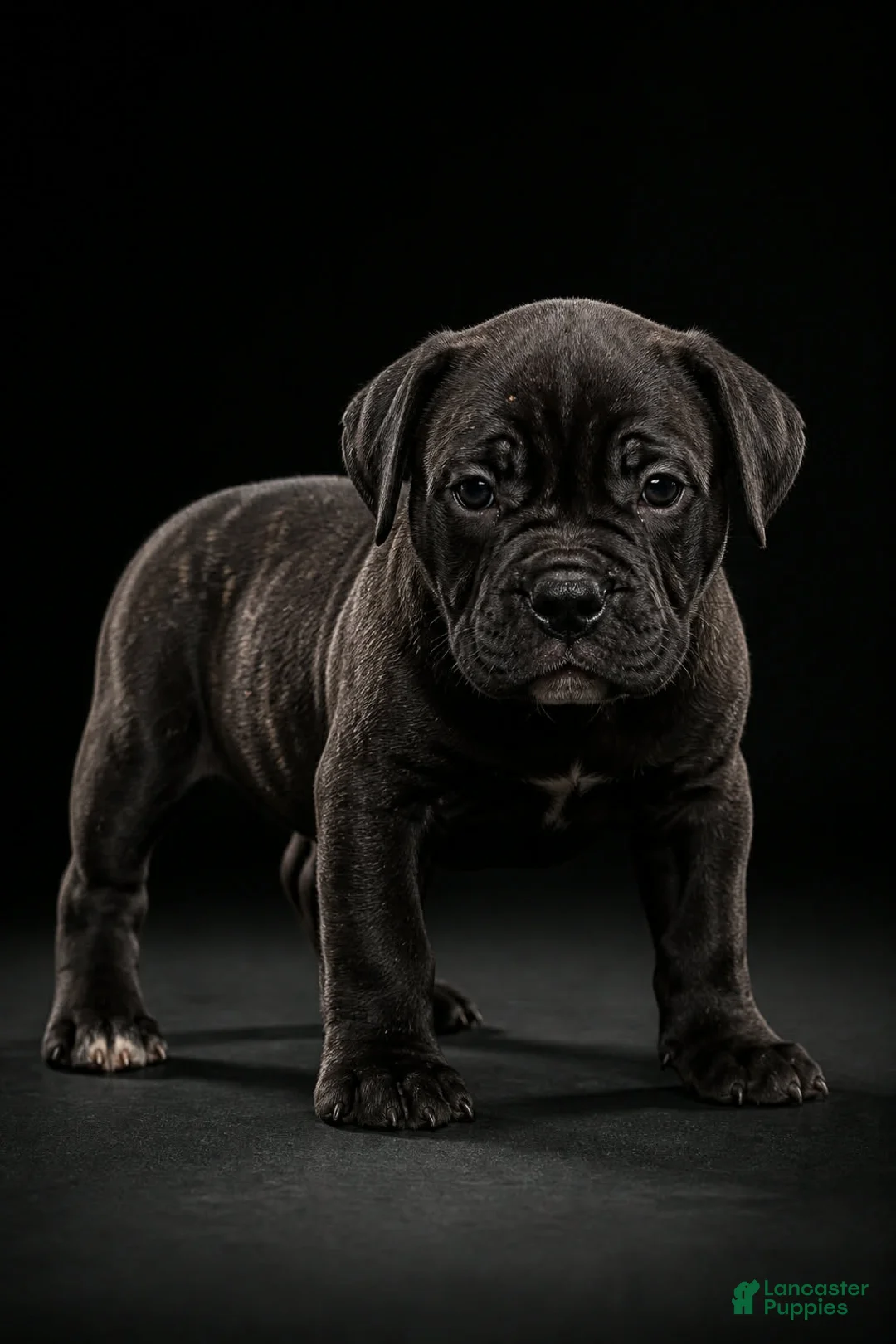 Mixed Breed dogs for sale: Mixed Breed 1 - Ad 1