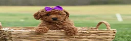 Miniature Poodle dogs for sale: Zazzy - Ad 7