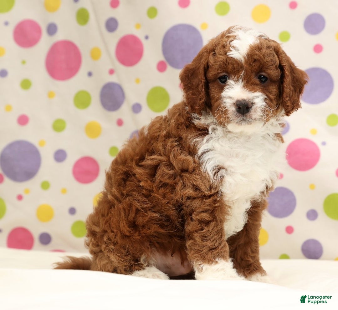 Cavapoo dogs for sale: Arney - Ad 8