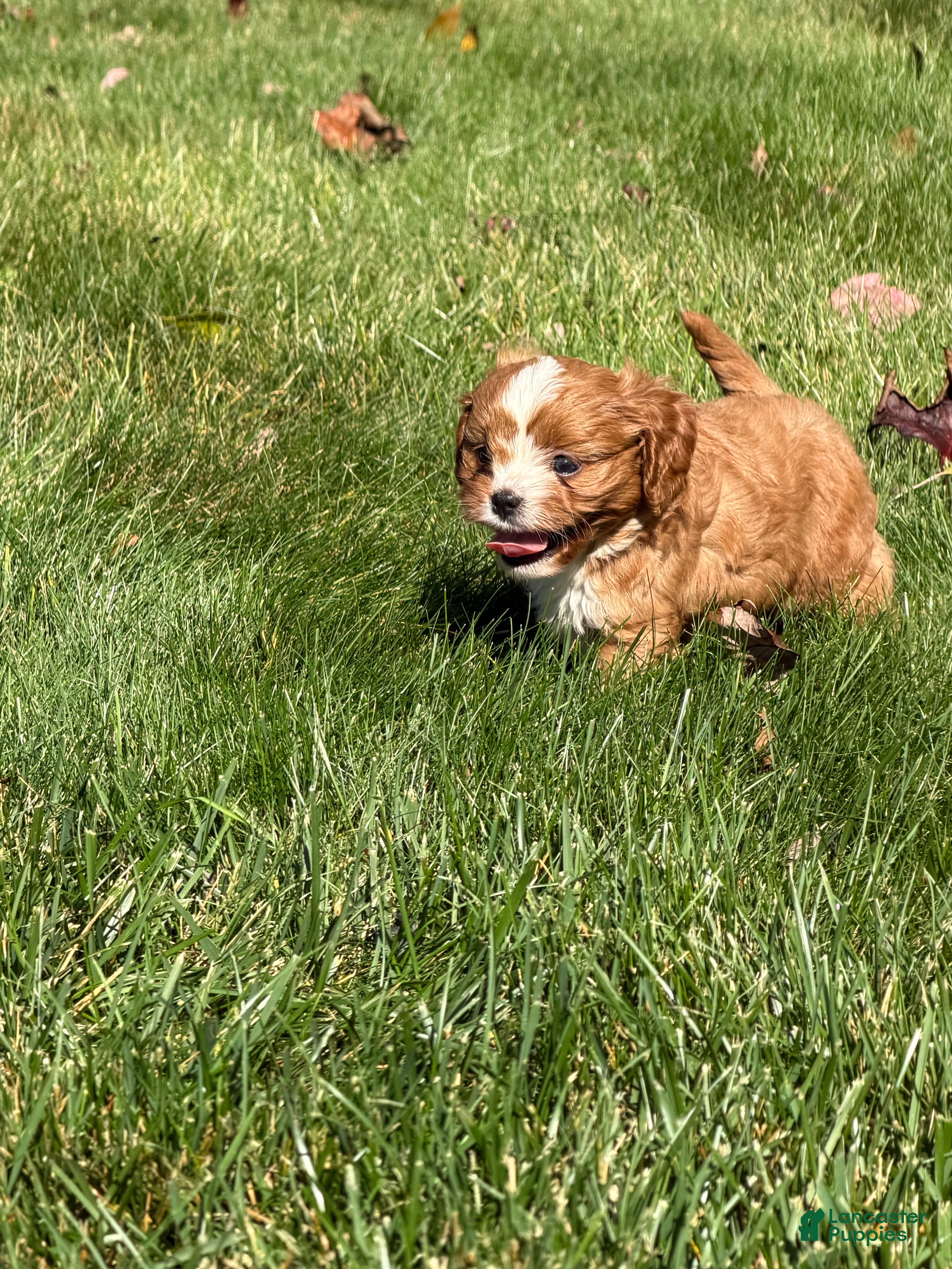 Cavapoo dogs Chestnut  - Ad 1