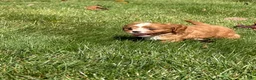 Cavapoo dogs for sale: Chestnut  - Ad 1