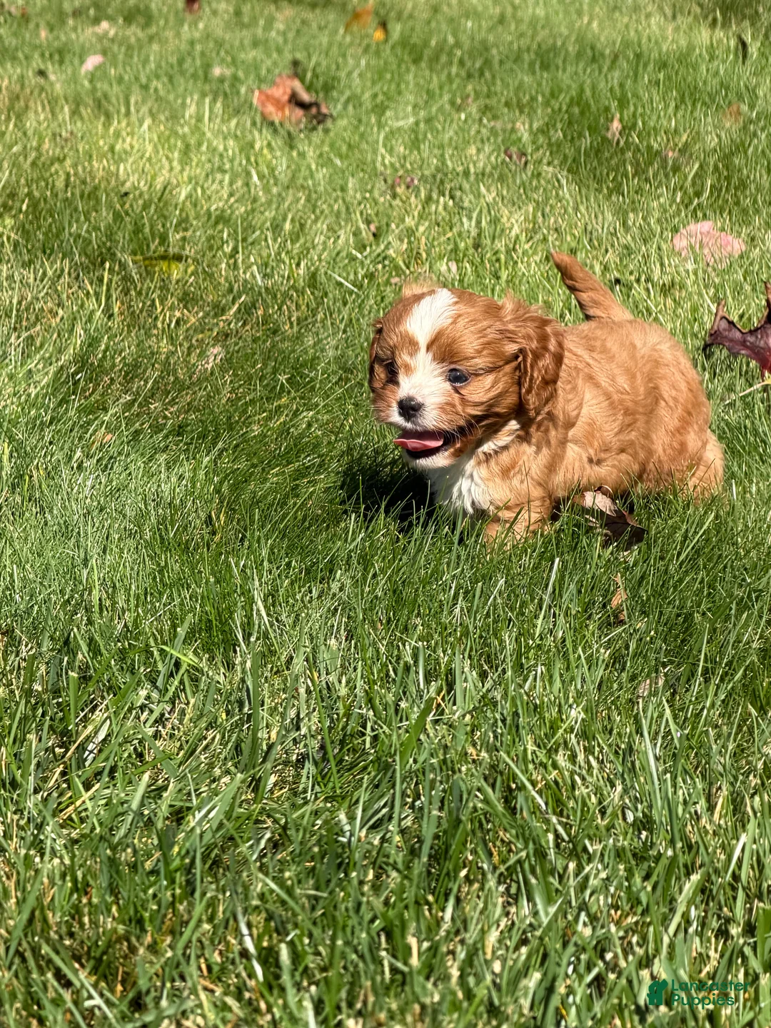 Cavapoo dogs for sale: Chestnut  - Ad 1