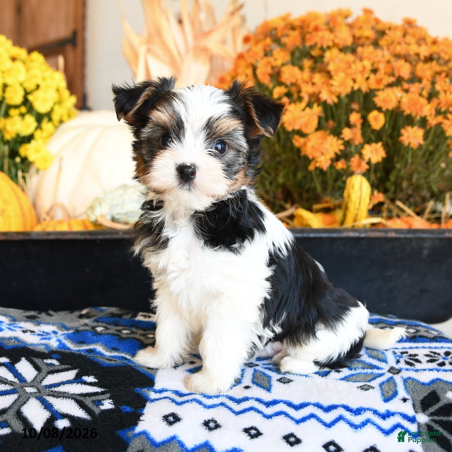 Waffles (Shorkie, Male) in Ronks, PA