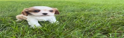 Cavalier King Charles Spaniel dogs for sale: Joshua Cavalier King Charles Spaniel  - Ad 15