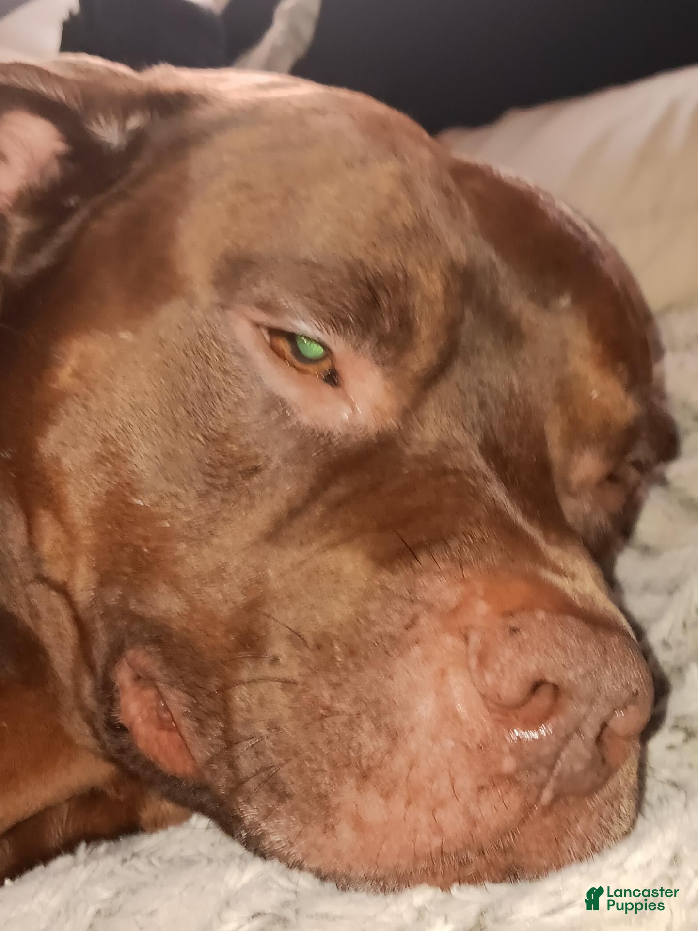 Mixed Breed dogs Mixed Breed 4 - Ad 23