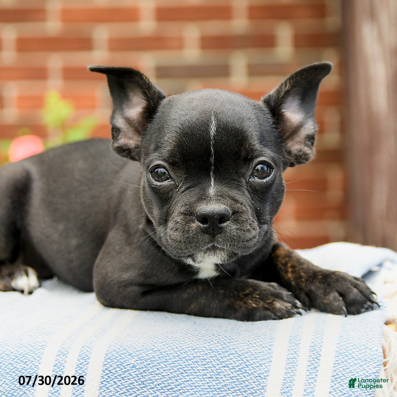 Frenchton dogs Dakota - Ad 2