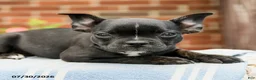 Frenchton dogs for sale: Dakota - Ad 2
