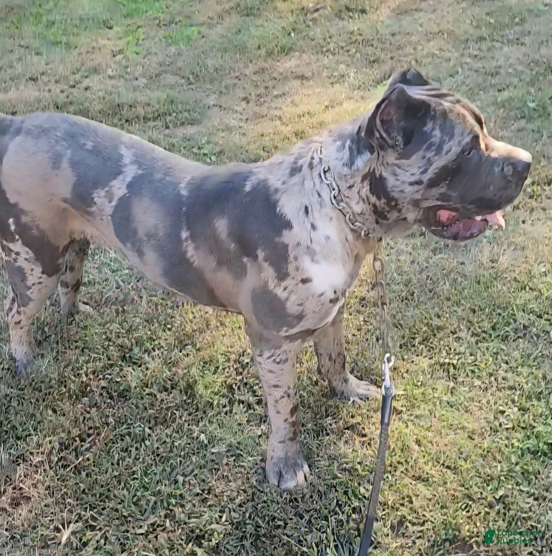 Cane Corso dogs for stud: Merle Cane Corso - Ad 2