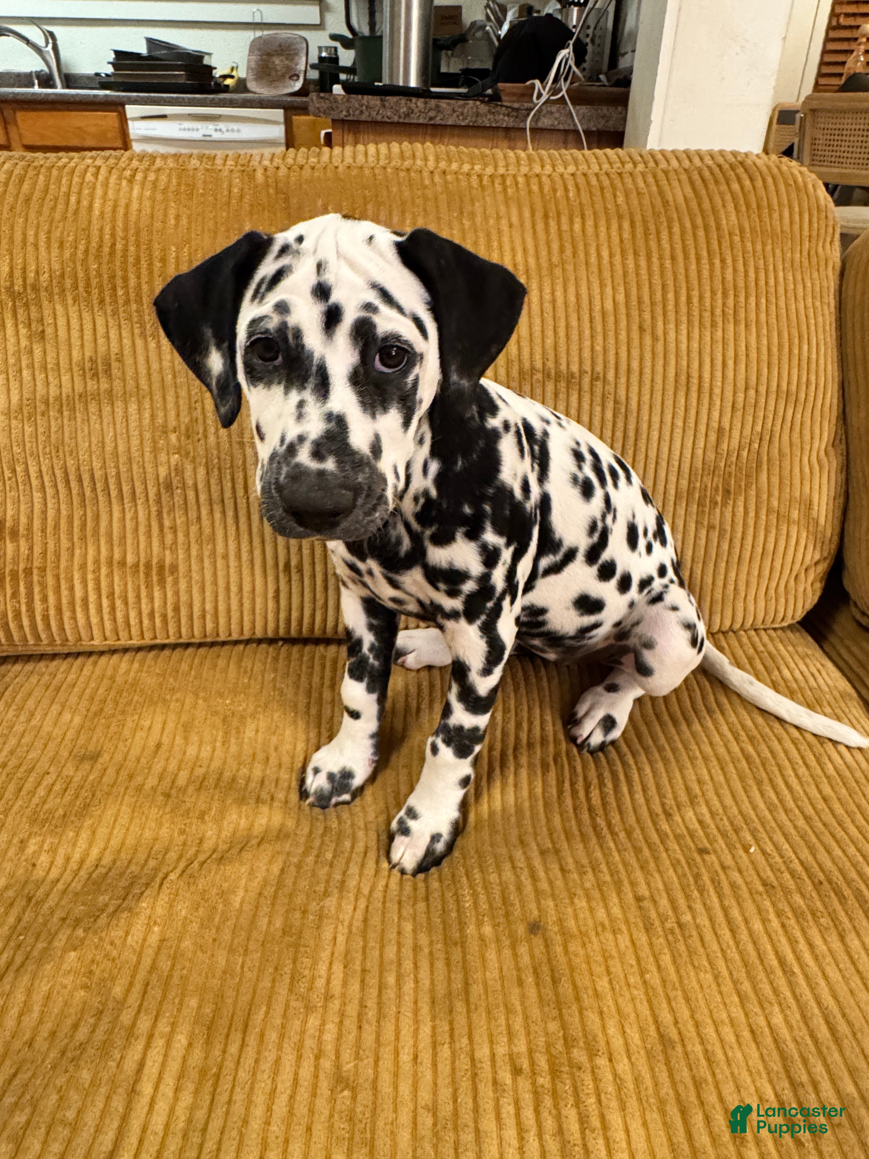 Dalmatian dogs Dalmatian Puppy 3 - Ad 21