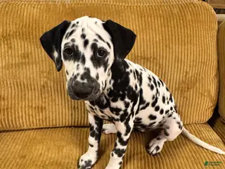 Dalmatian dogs Dalmatian Puppy 3 - Ad 1
