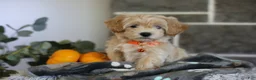 Maltipoo dogs for sale: Mochi - Ad 8