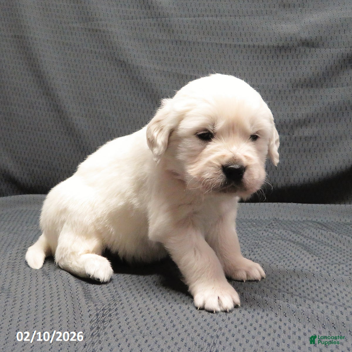 Golden Retriever dogs Popcorn - Ad 2