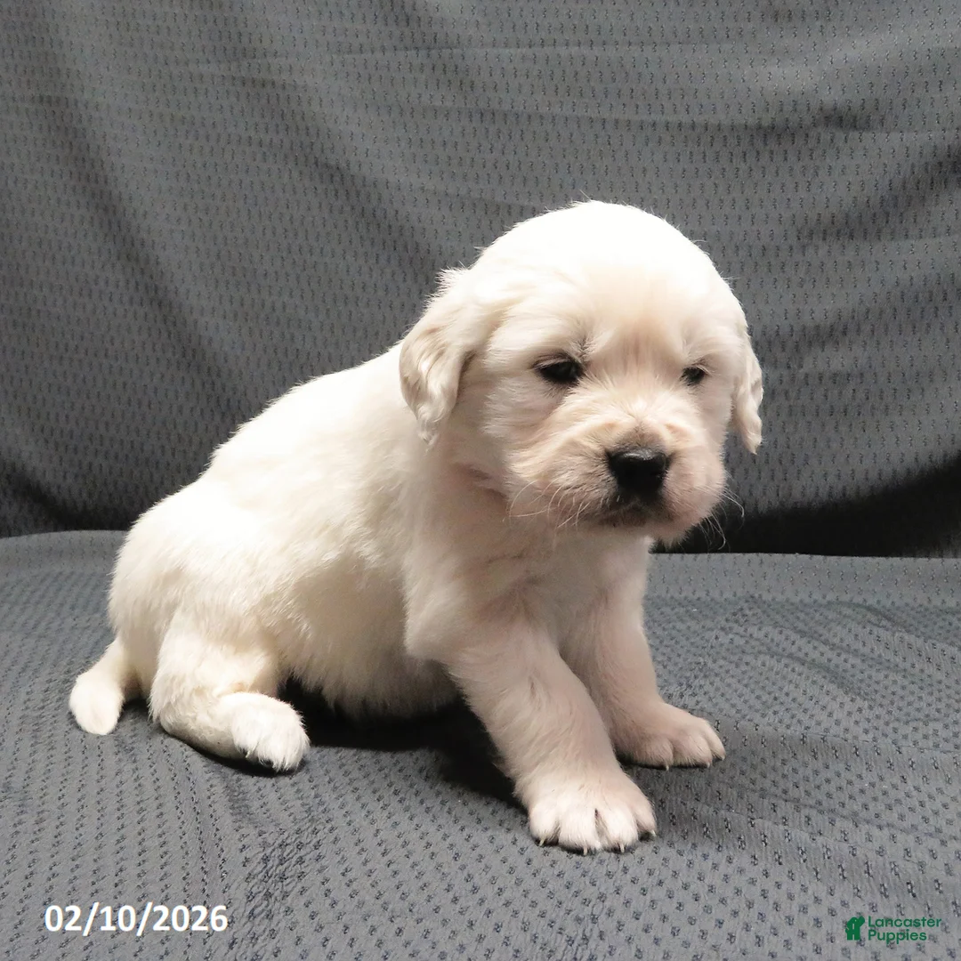 Golden Retriever dogs for sale: Popcorn - Ad 2