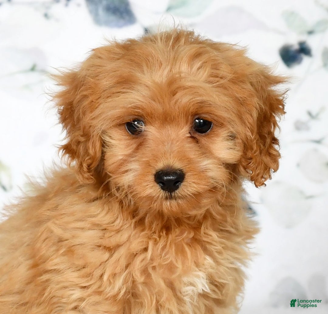 Cockapoo dogs for sale: Rocky - Ad 4