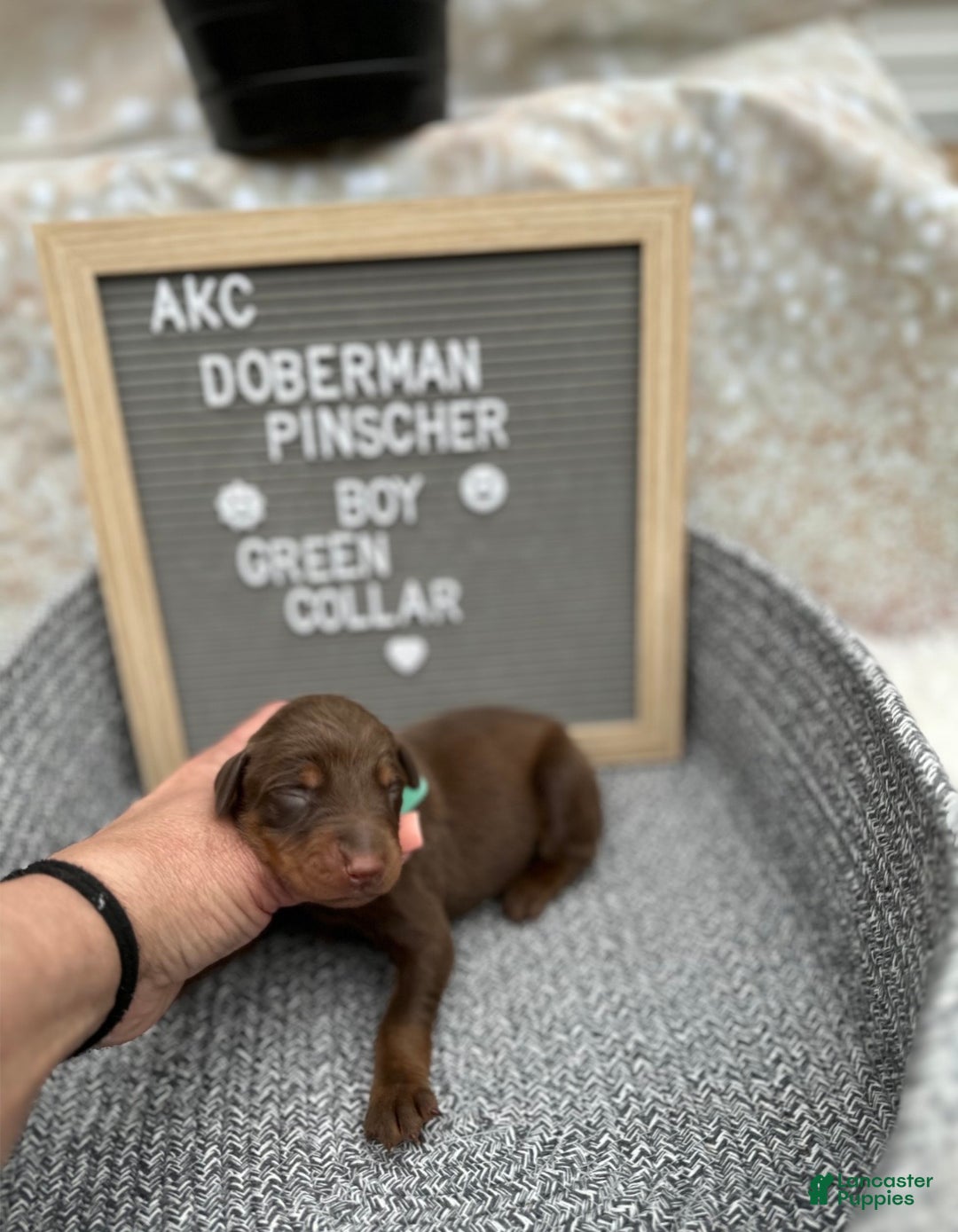 Doberman Pinscher dogs for sale: Red boy, green collar - Ad 3