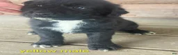 Mixed Breed dogs for sale: Leo - Ad 1
