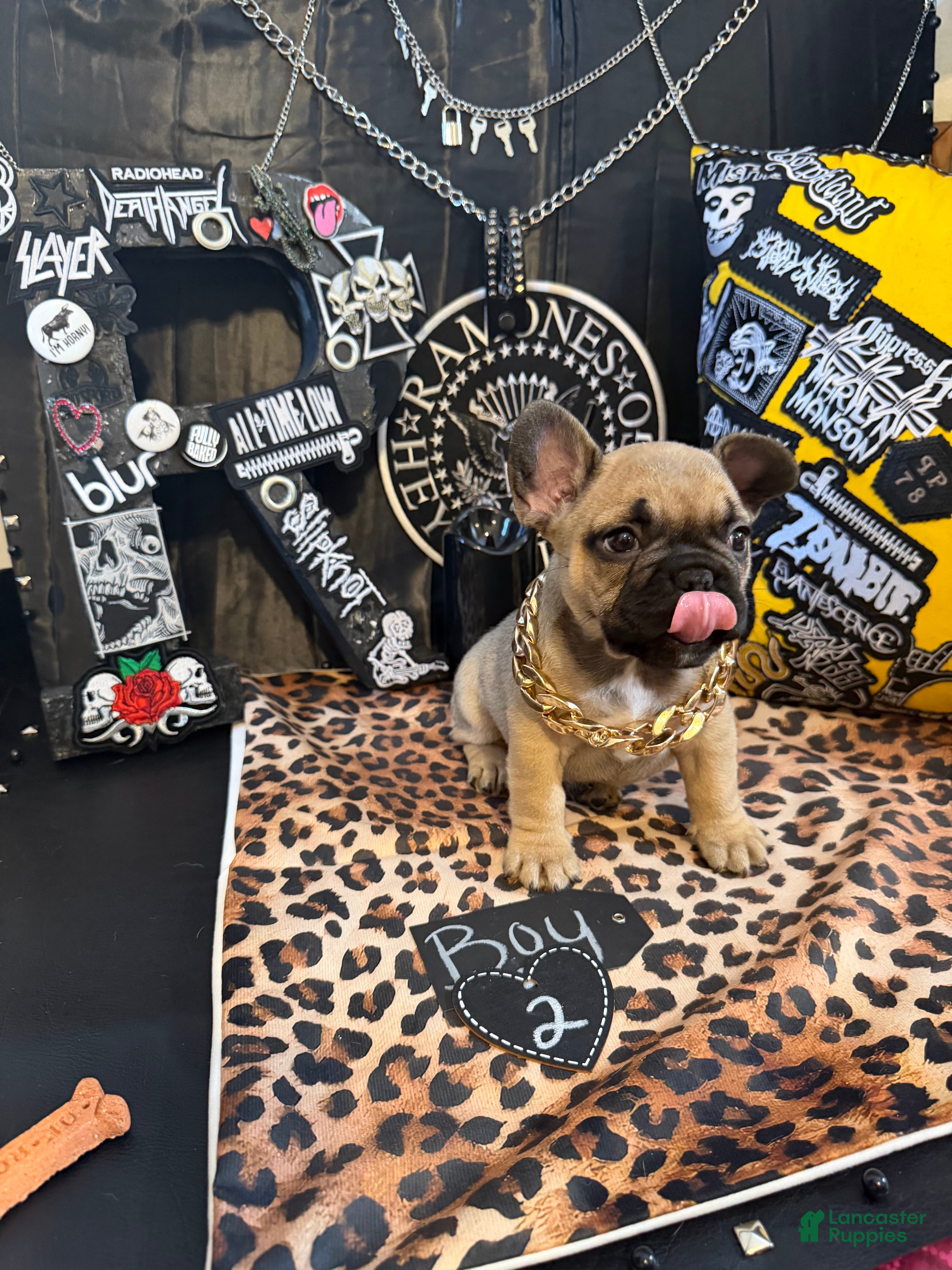 French Bulldog dogs French Bulldog 7 popa - Ad 1