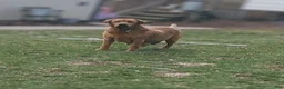 Labrador Retriever dogs for sale: Cole - Ad 4