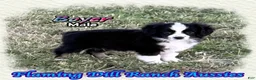 Toy Australian Shepherd dogs for sale: Booker - Ad 7