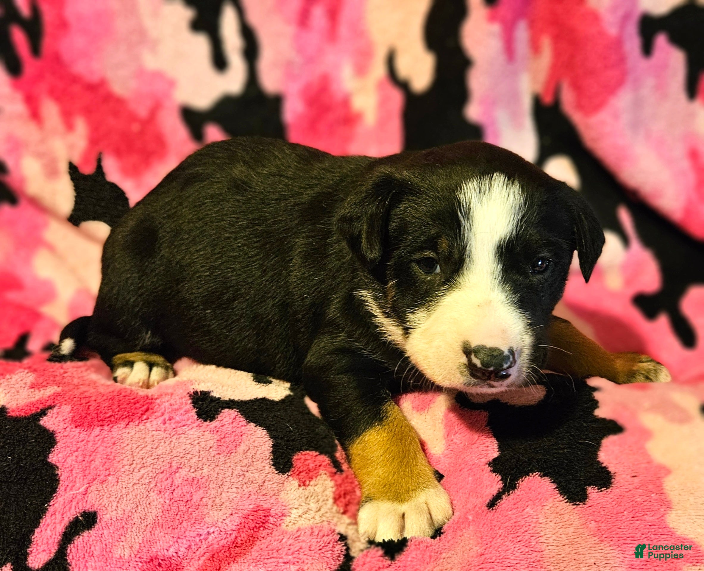 Border Collie dogs Pete - Ad 16