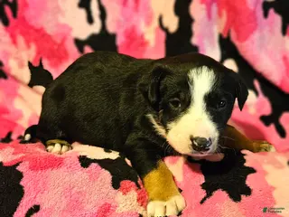 Border Collie dogs Pete - Ad 16