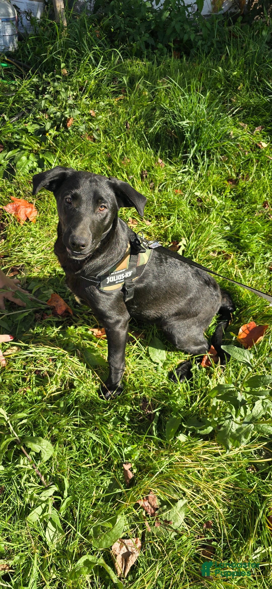 Mixed Breed dogs for sale: Darth - Ad 1