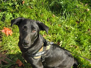 Mixed Breed dogs Darth - Ad 30