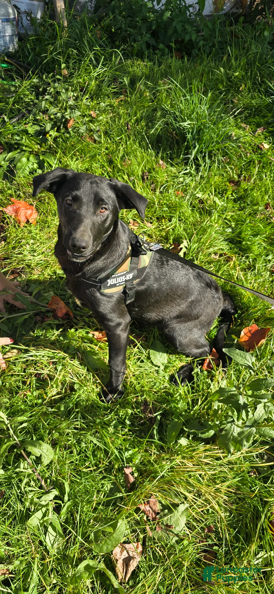 Mixed Breed dogs for sale: Darth - Ad 1