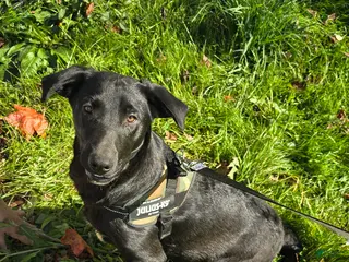 Mixed Breed dogs Darth - Ad 28