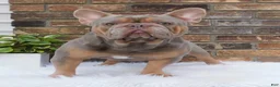 French Bulldog dogs for sale: Chloe - Ad 5
