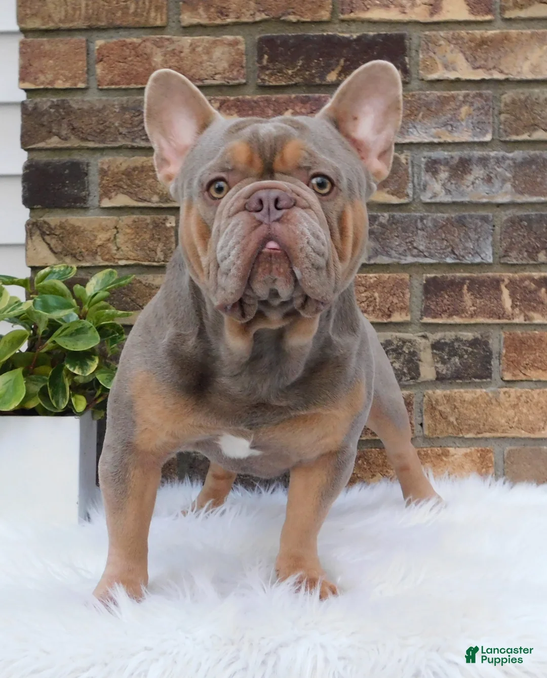 French Bulldog dogs for sale: Chloe - Ad 5