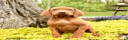 Vizsla dogs for sale: Vashti - Ad 1