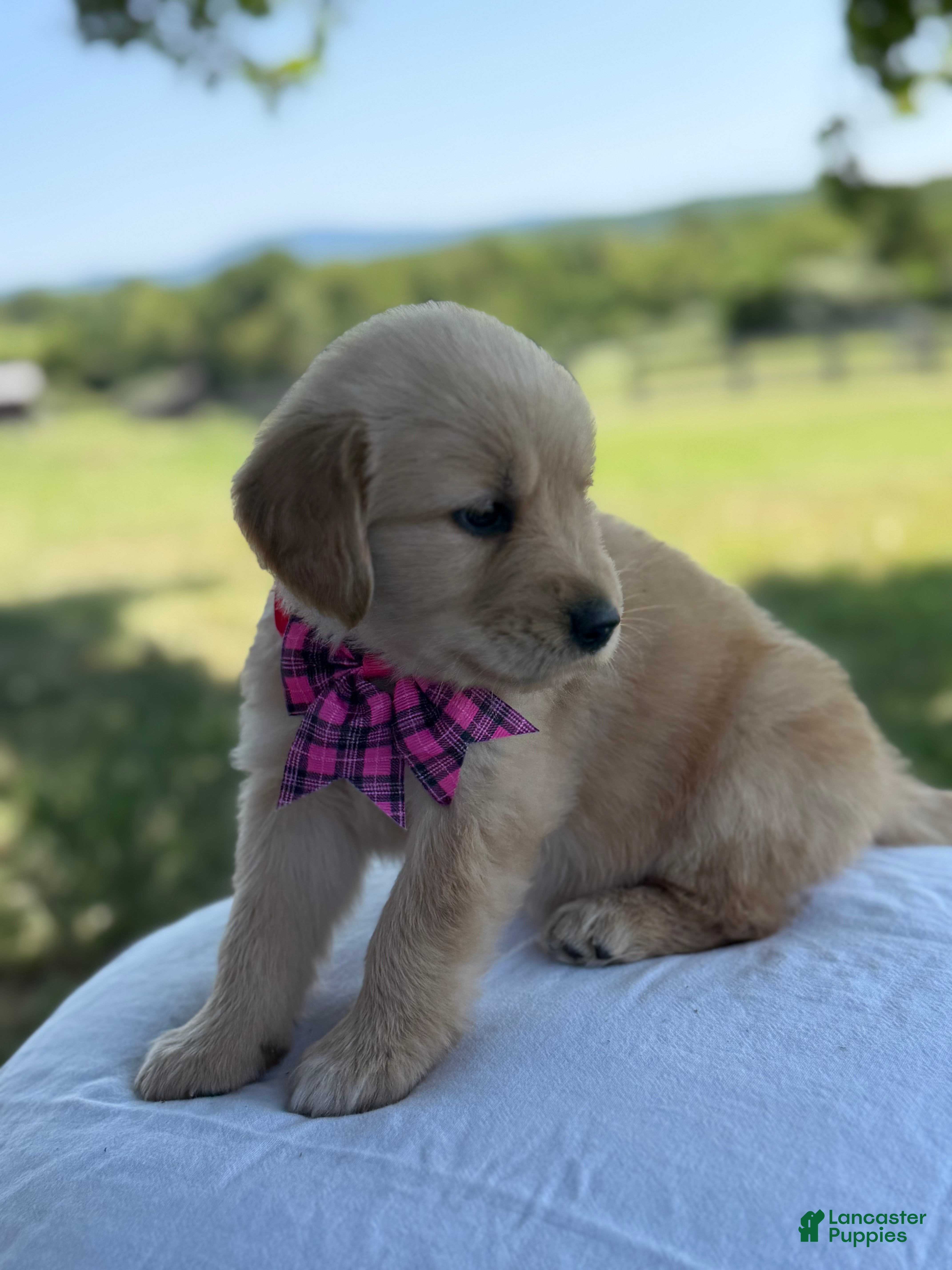 Golden Retriever dogs Madison - Ad 2