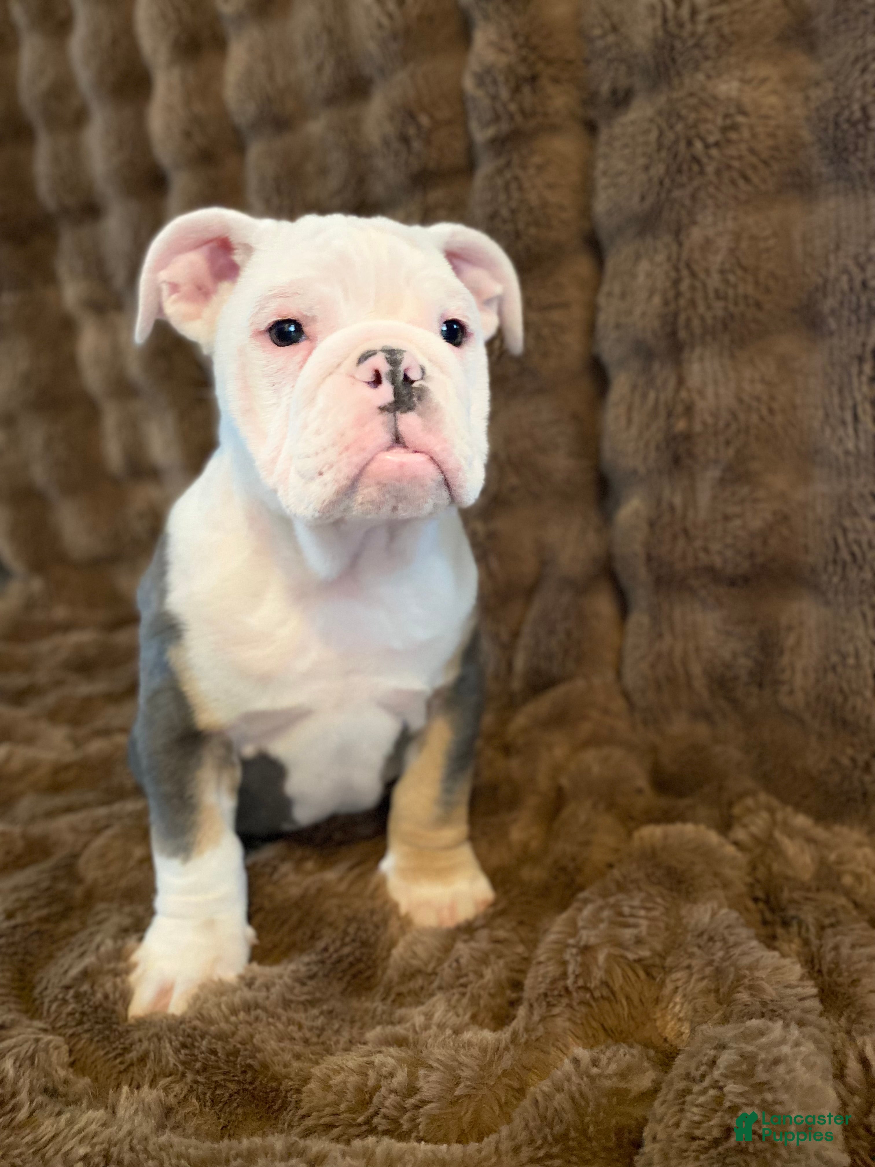 English Bulldog dogs Banksy - Ad 33