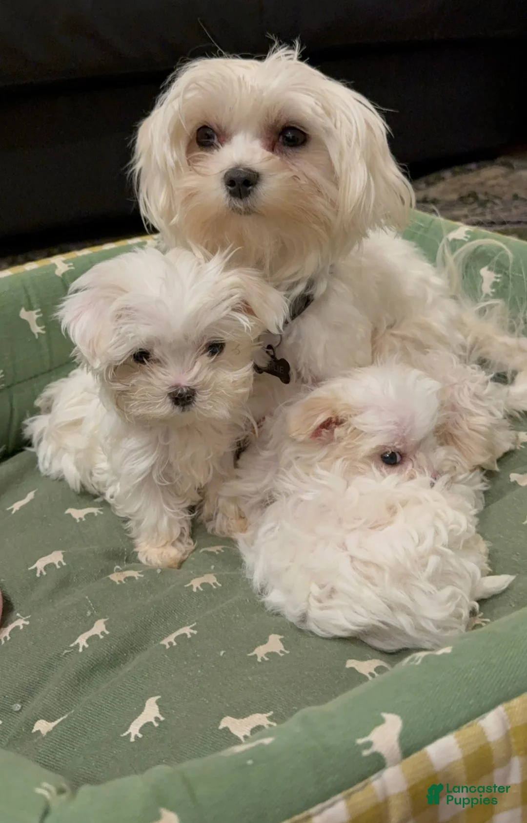 Maltese dogs for sale: Maltese Puppy 1 - Ad 4