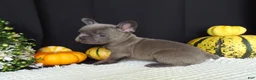 French Bulldog dogs for sale: Missy - Ad 4