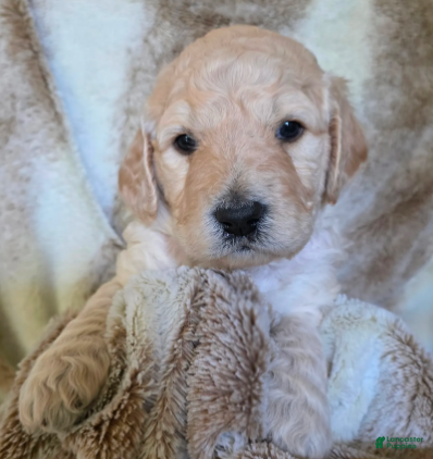 Goldendoodle dogs Honey - Ad 2