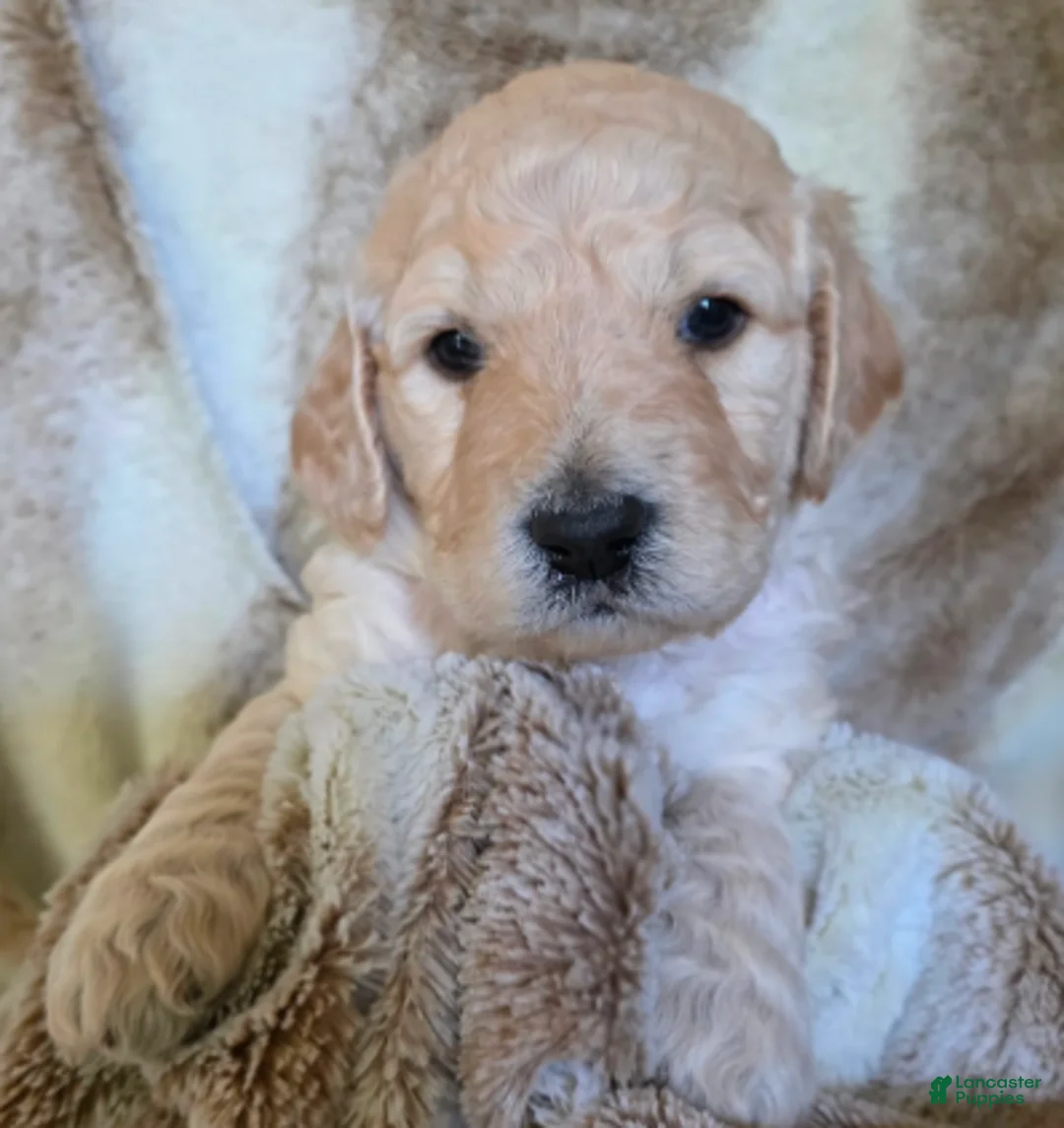 Goldendoodle dogs for sale: Honey - Ad 2