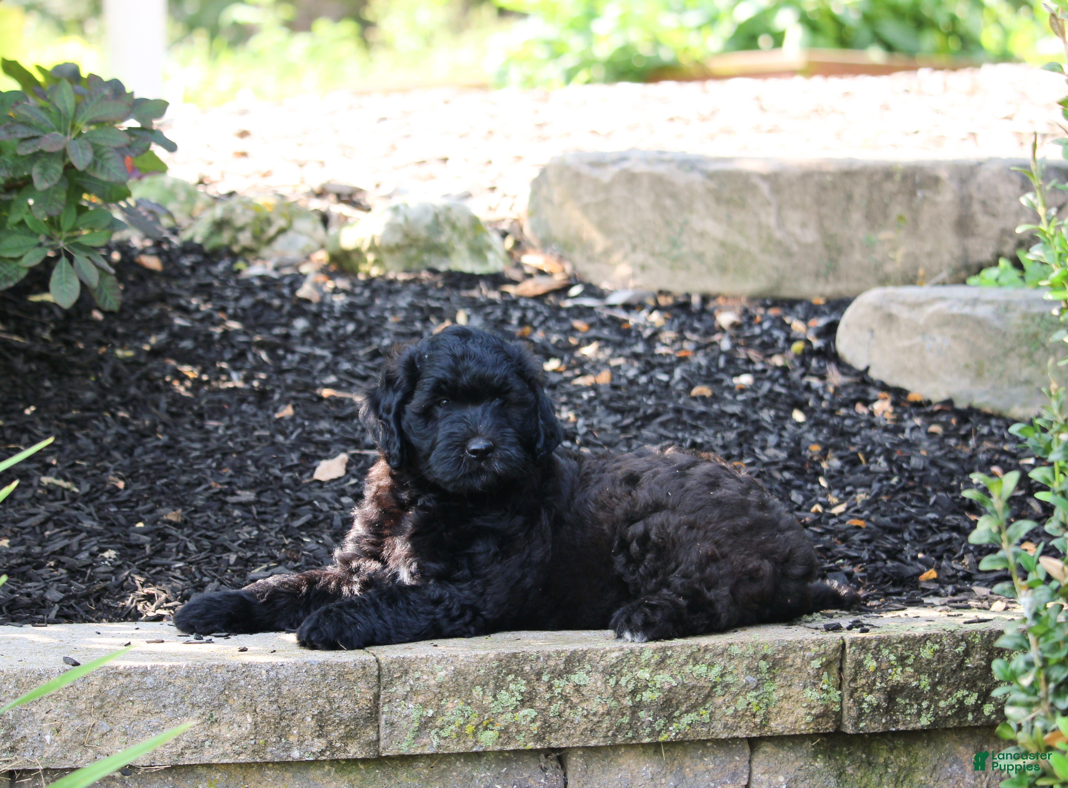Mini Goldendoodle dogs Rex - Ad 2