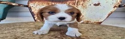Cavalier King Charles Spaniel dogs for sale: Darla - Ad 1