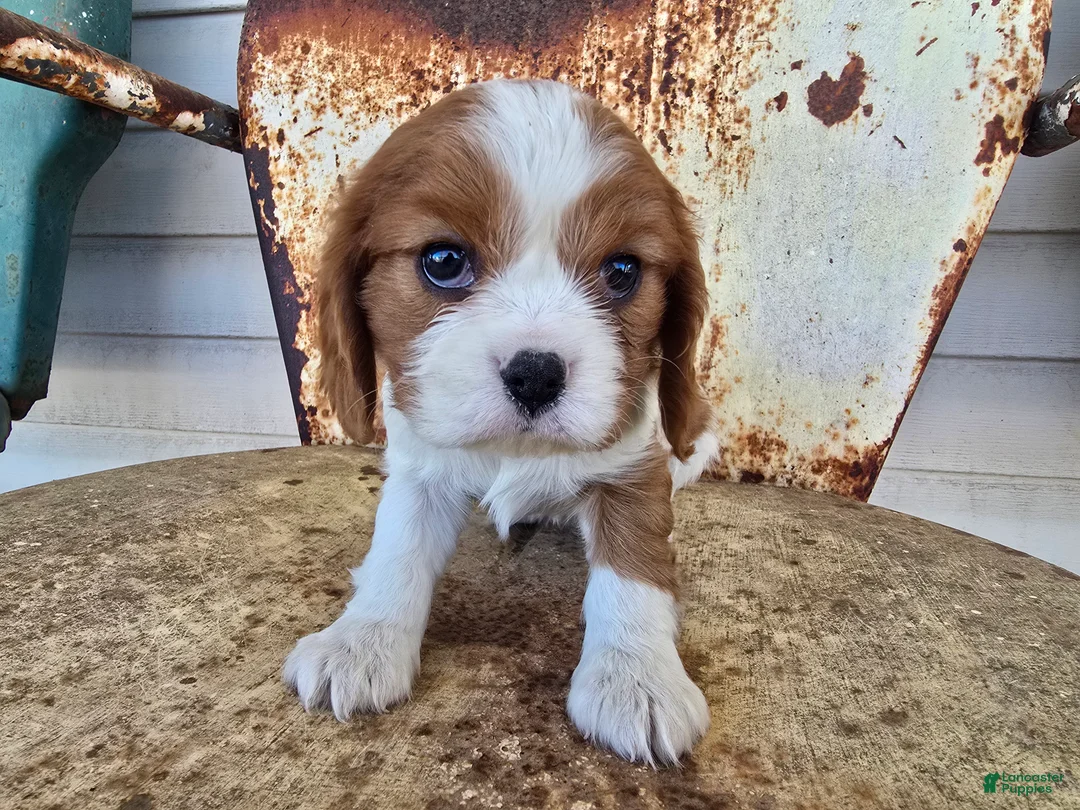 Cavalier King Charles Spaniel dogs for sale: Darla - Ad 1